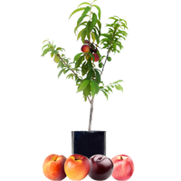 Peach + Nectarine + Nectarine + Plum