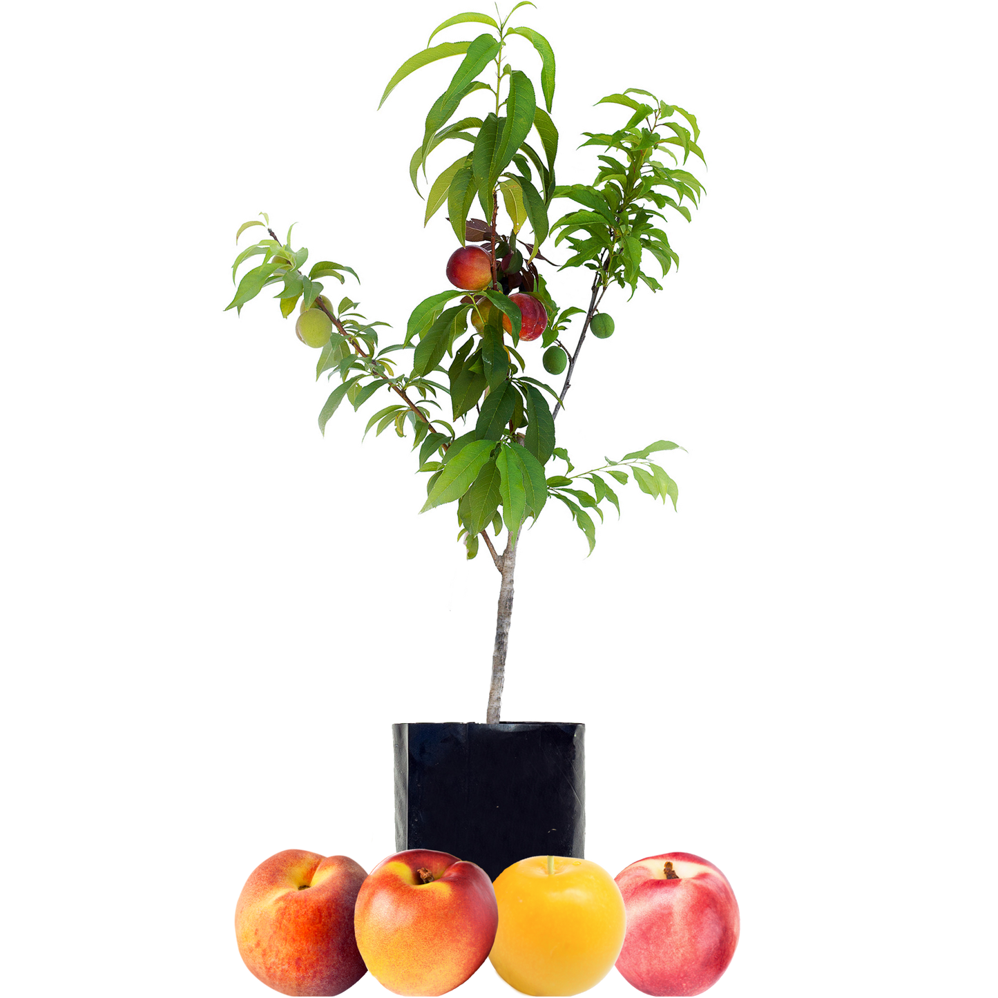 Peach + Nectarine + Nectarine + Plum