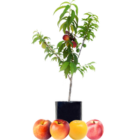 Peach + Nectarine + Nectarine + Plum