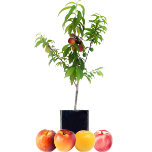 Peach + Nectarine + Nectarine + Plum