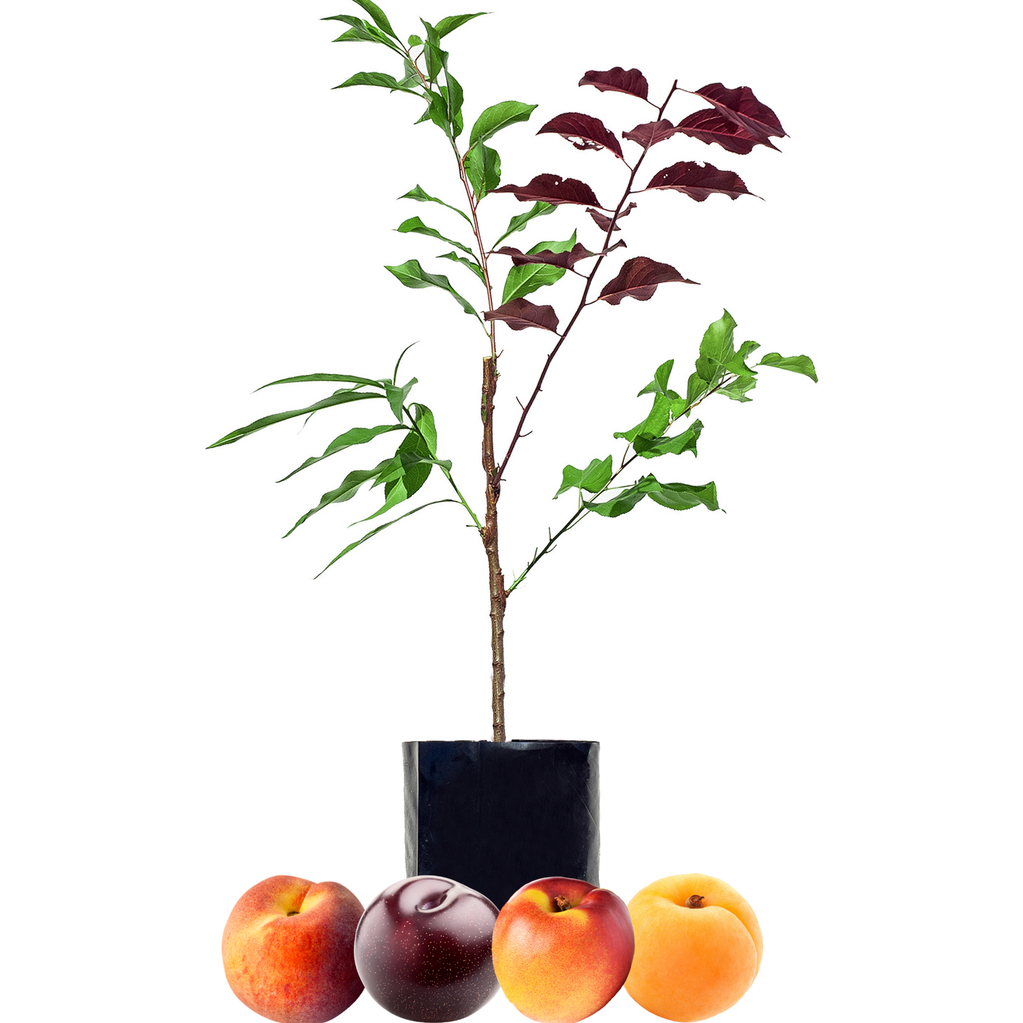 Peach + Nectarine + Plum + Peachcot