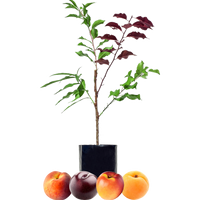 Peach + Nectarine + Plum + Peachcot