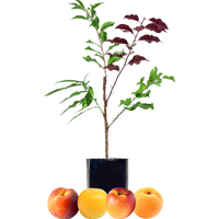 Peach + Nectarine + Plum + Peachcot