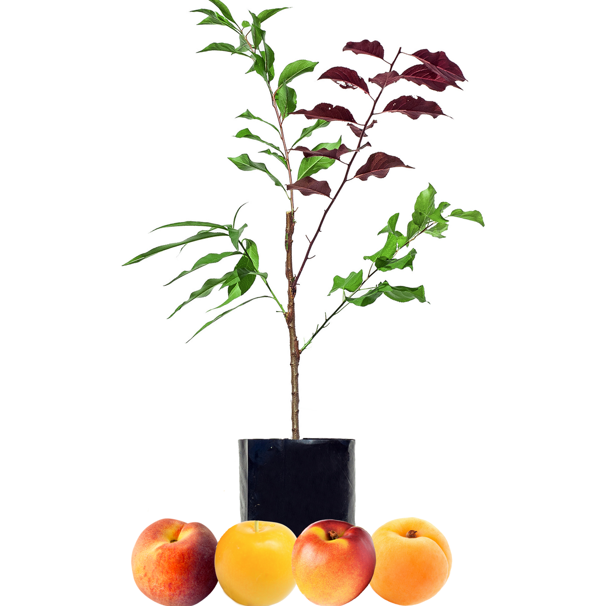 Stone Fruit Salad Trees Australia wide delivery Peach, Plum