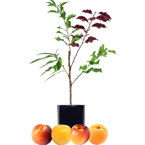 Peach + Nectarine + Plum + Peachcot
