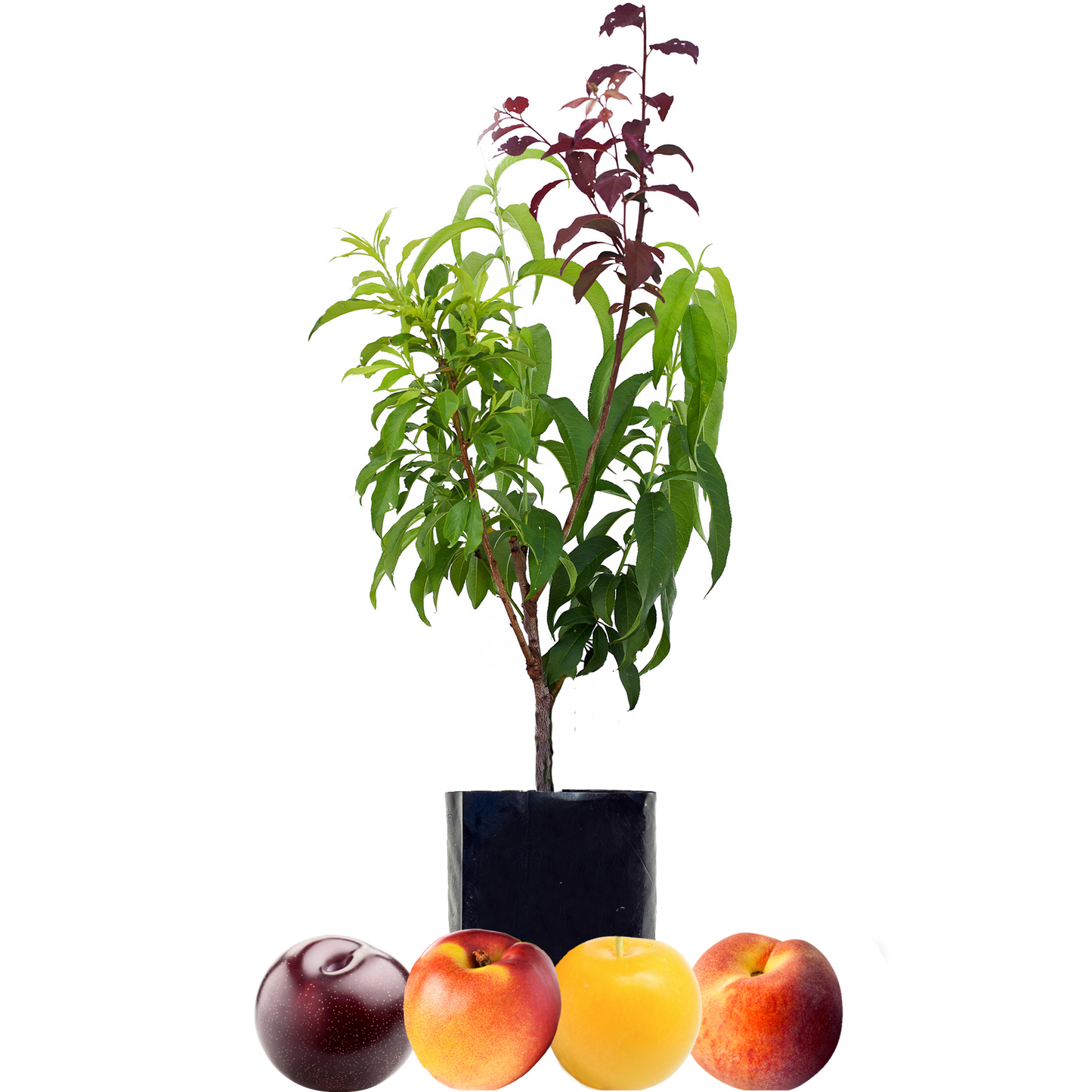 Peach + Nectarine + Plum + Plum
