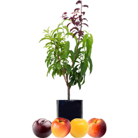 Peach + Nectarine + Plum + Plum