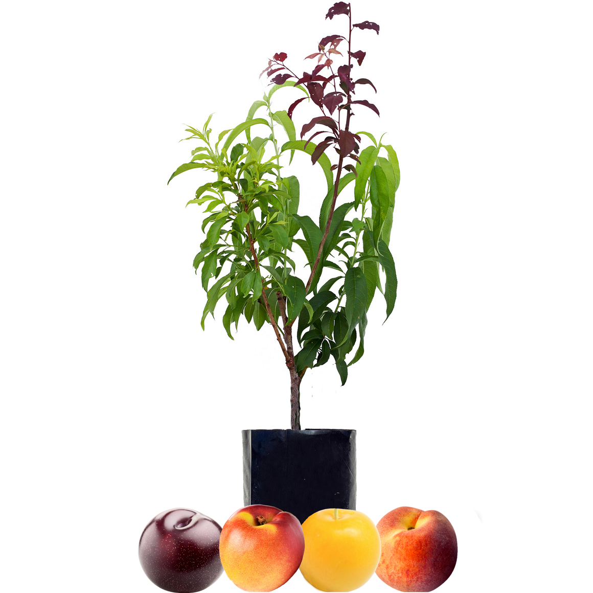 Peach + Nectarine + Plum + Plum