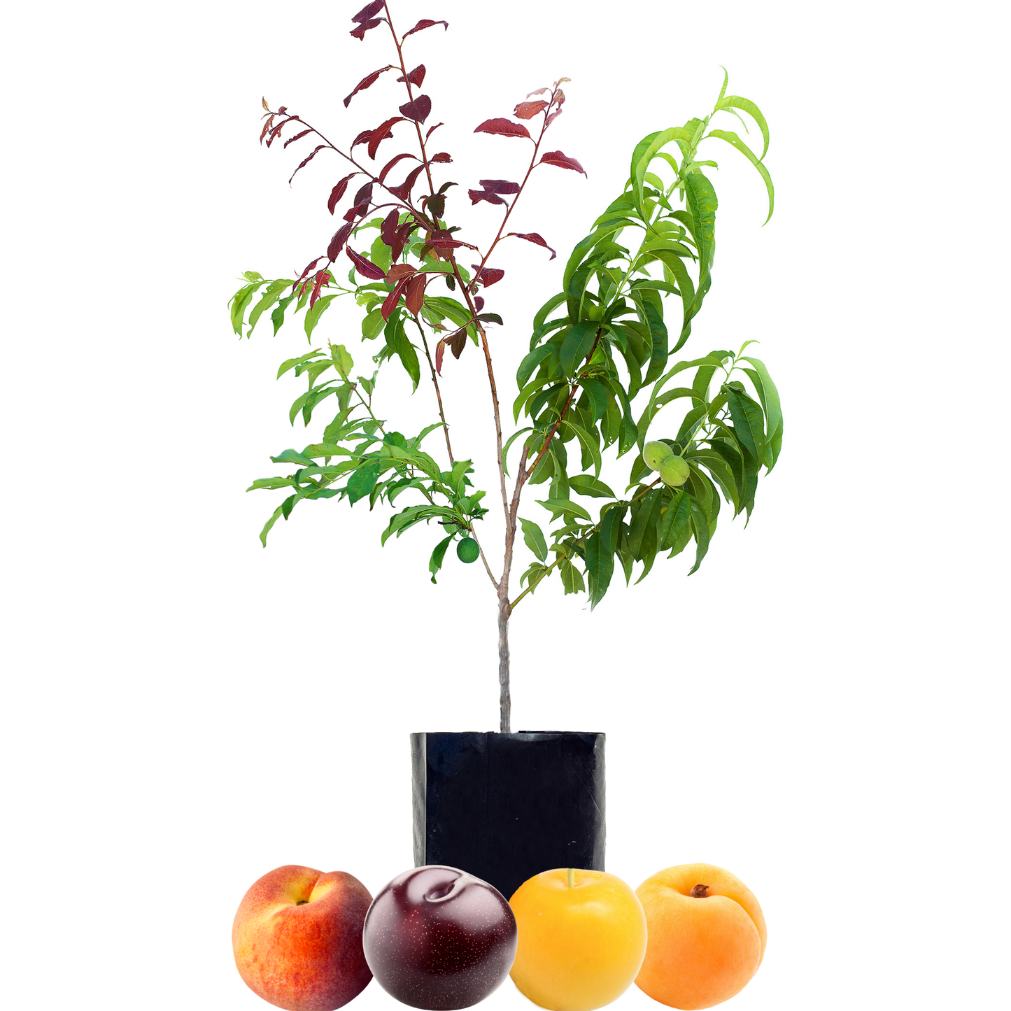 Peach + Plum + Plum + Peachcot