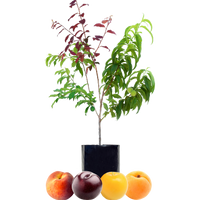 Peach + Plum + Plum + Peachcot