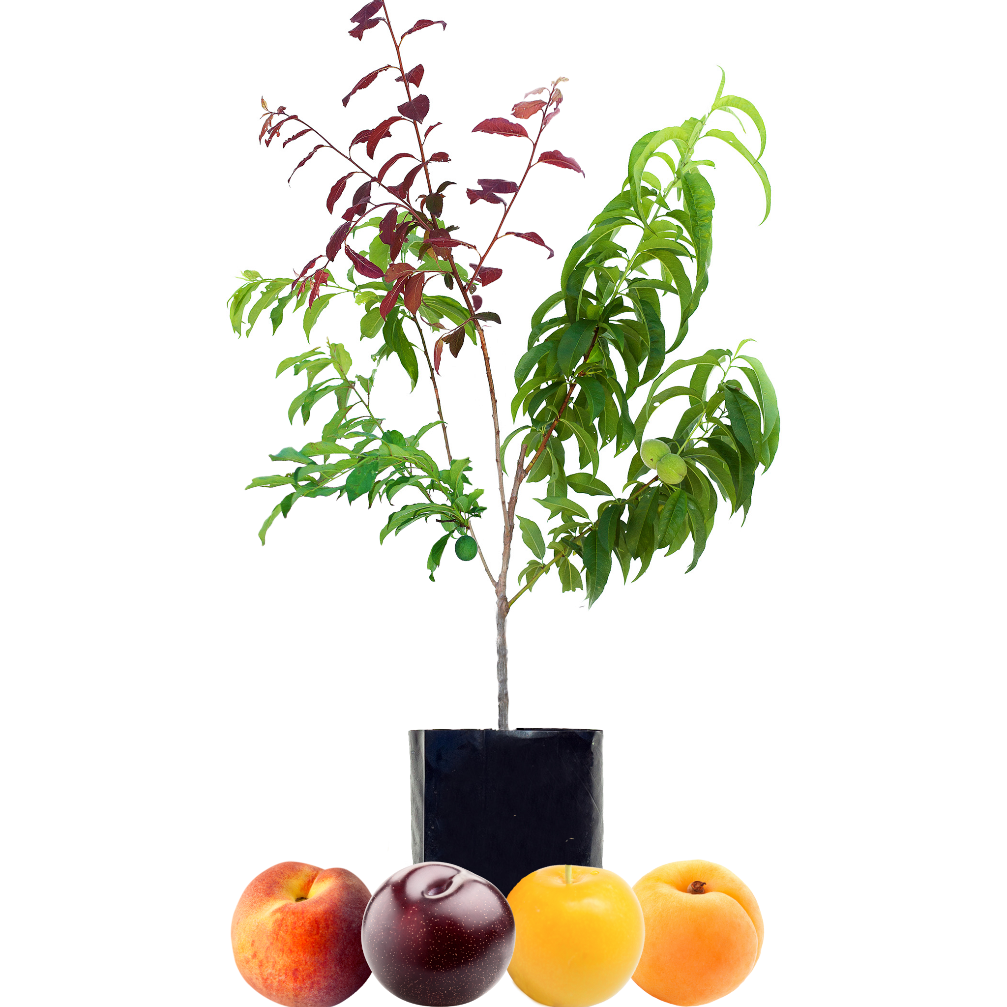 Peach + Plum + Plum + Peachcot