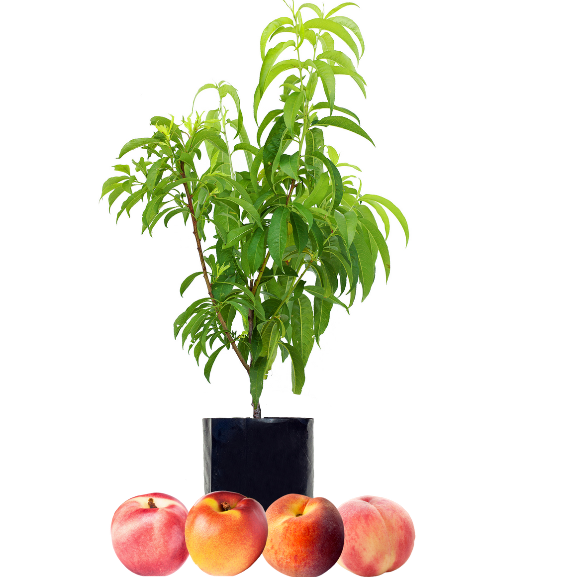 Peach + Peach + Nectarine + Nectarine