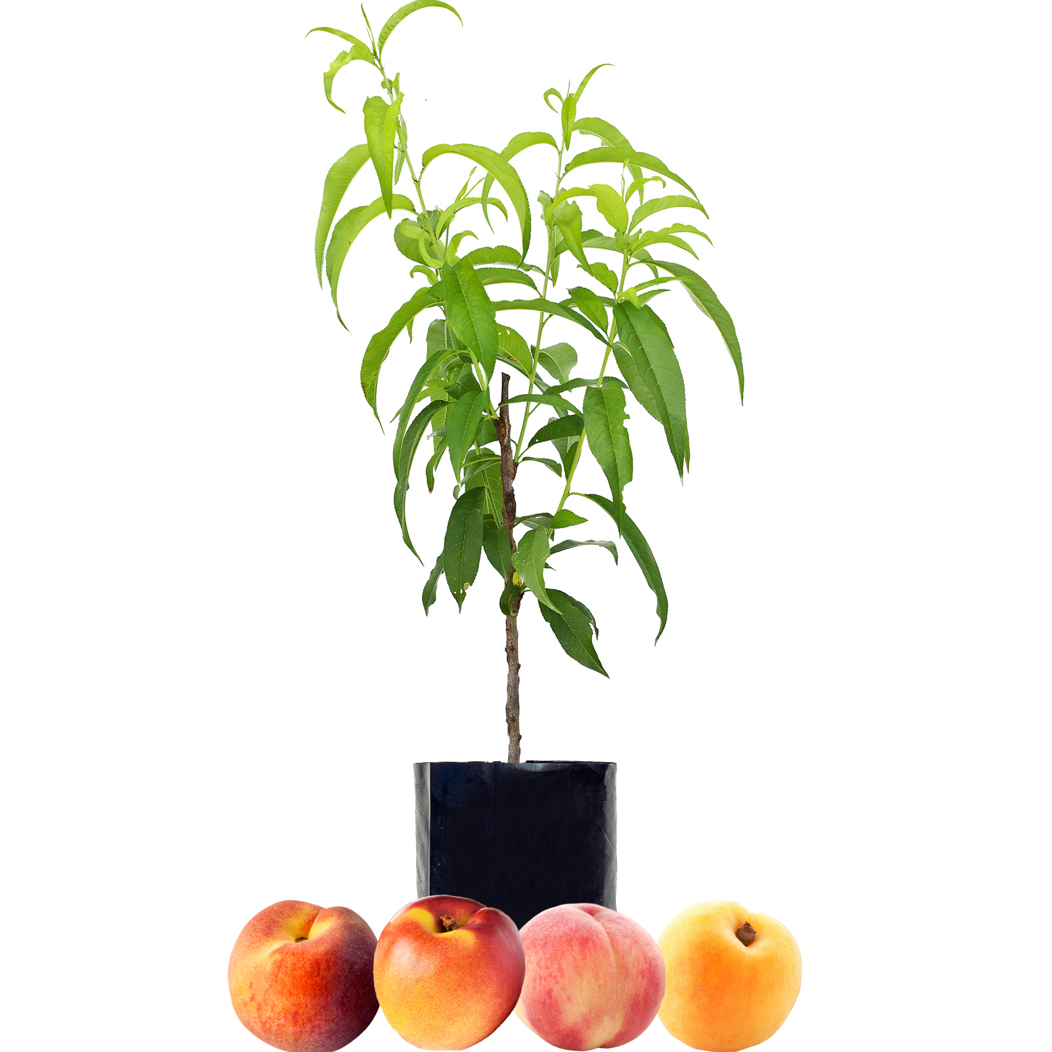 Peach + Peach + Nectarine + Peachcot