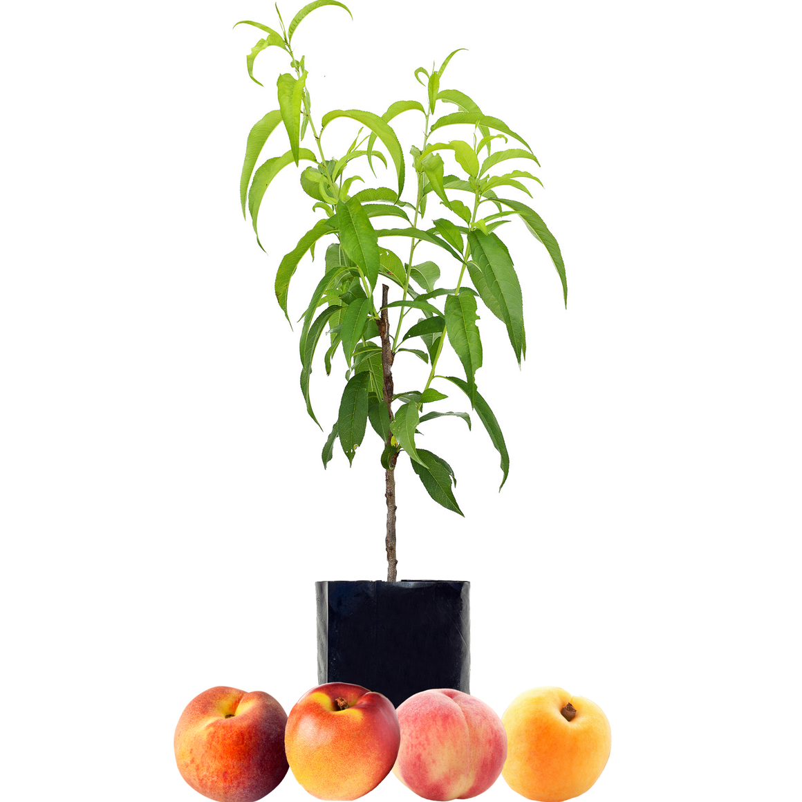 Peach + Peach + Nectarine + Peachcot