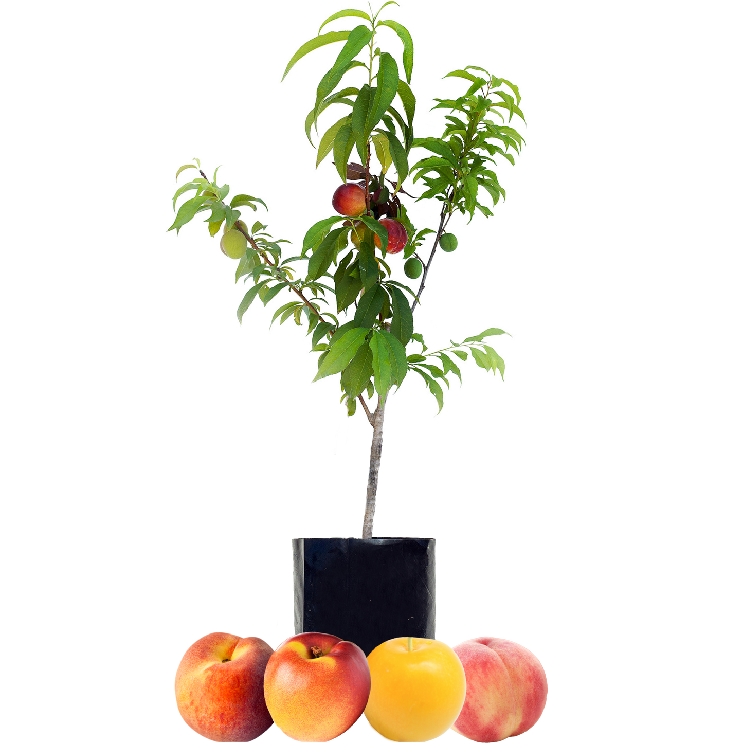 Peach + Peach + Nectarine + Plum