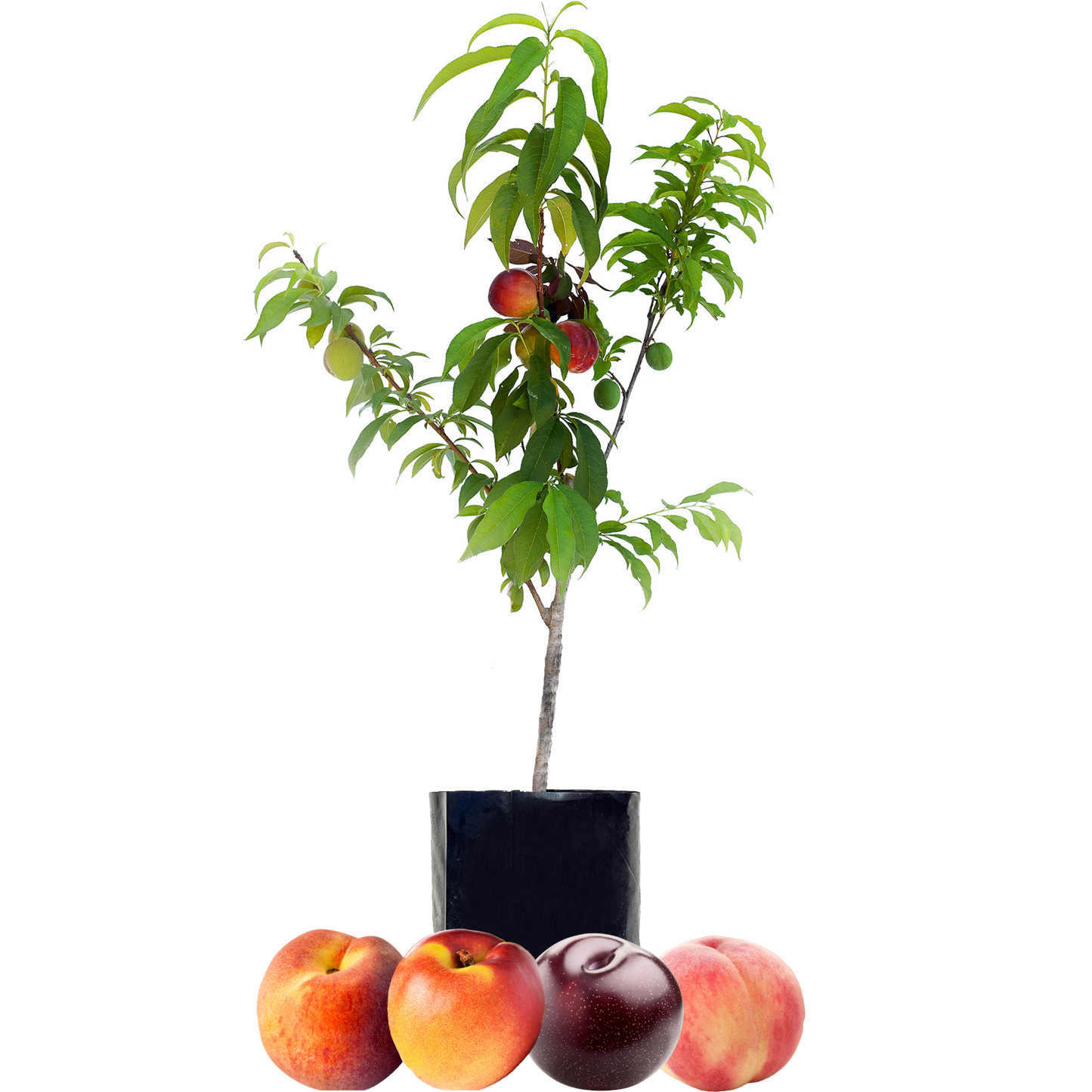Peach + Peach + Nectarine + Plum