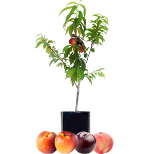Peach + Peach + Nectarine + Plum