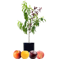Peach + Peach + Plum + Plum