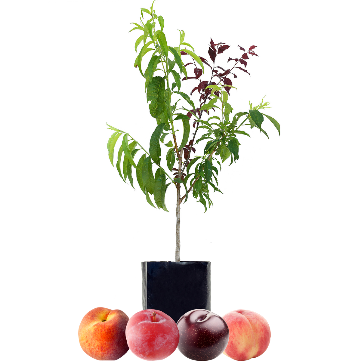 Peach + Peach + Plum + Plum