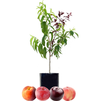 Peach + Peach + Plum + Plum
