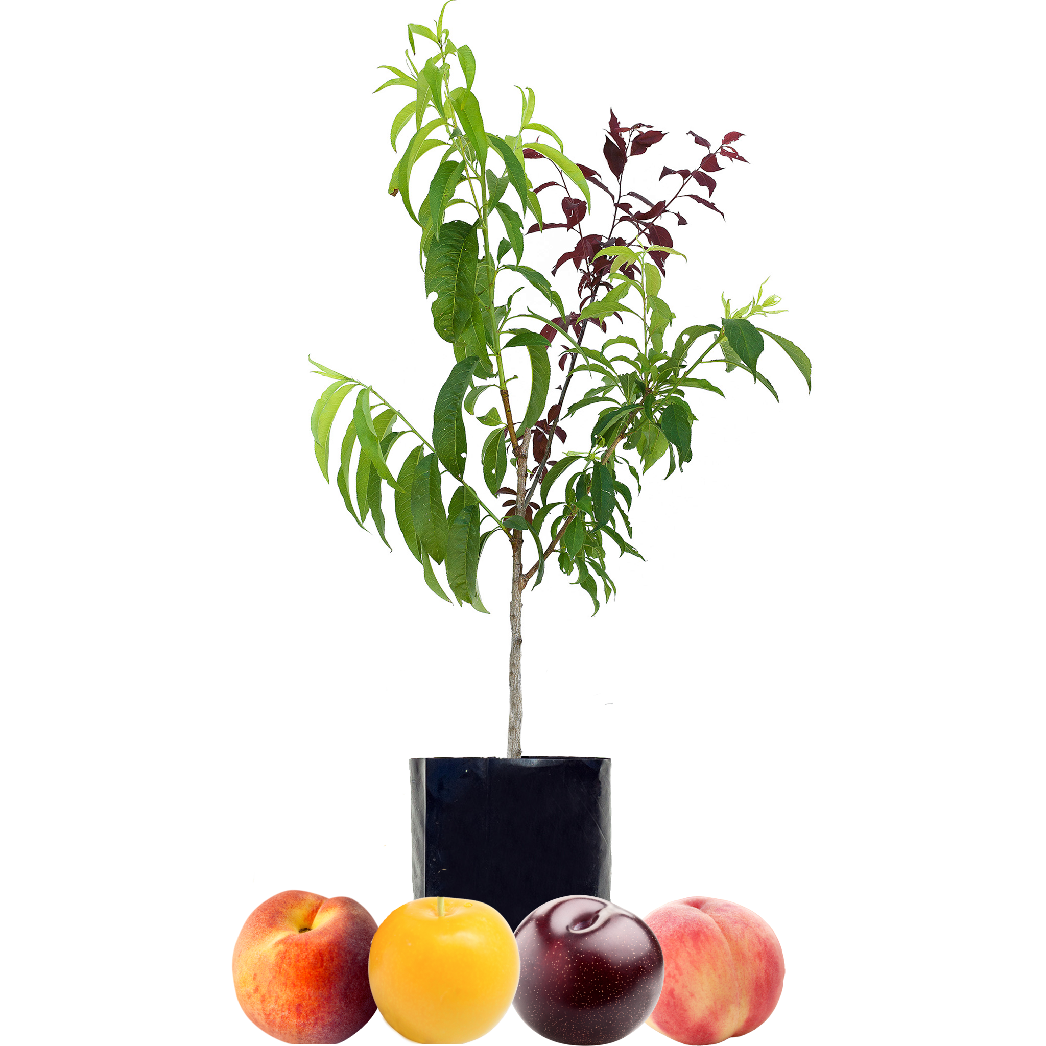 Peach + Peach + Plum + Plum