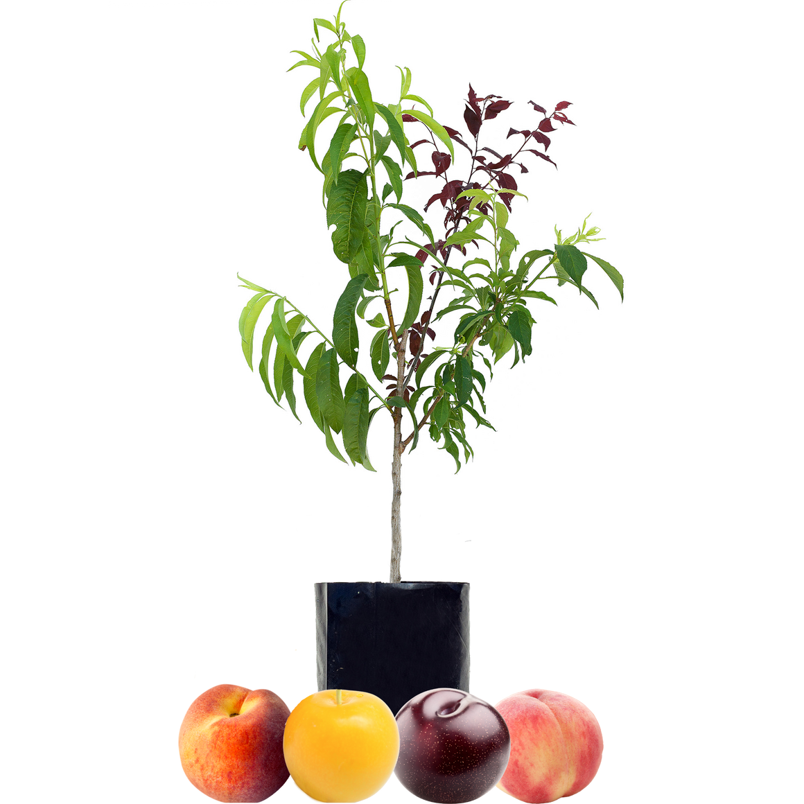 Peach + Peach + Plum + Plum