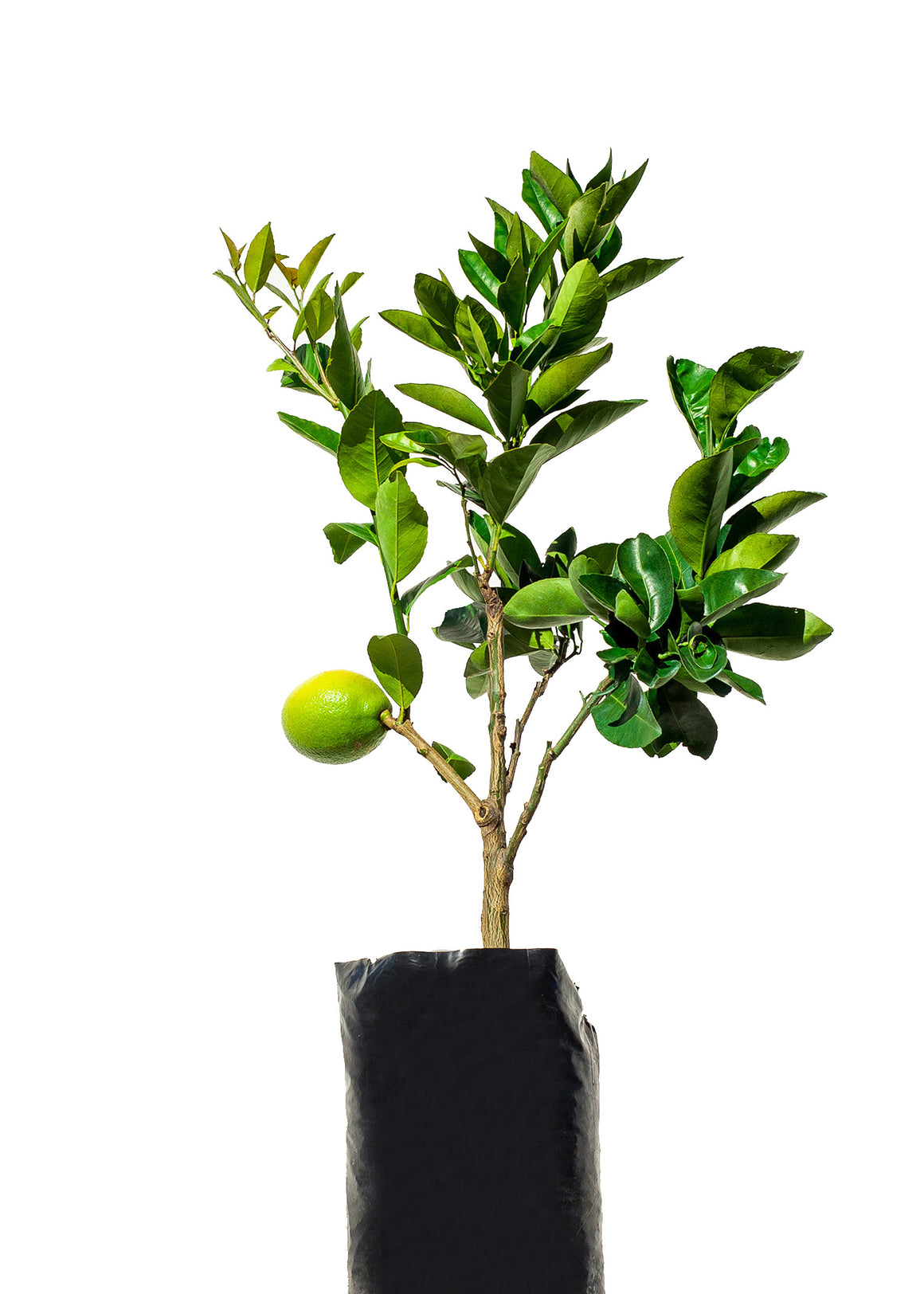 Orange + Mandarin + Lemonade + Lime