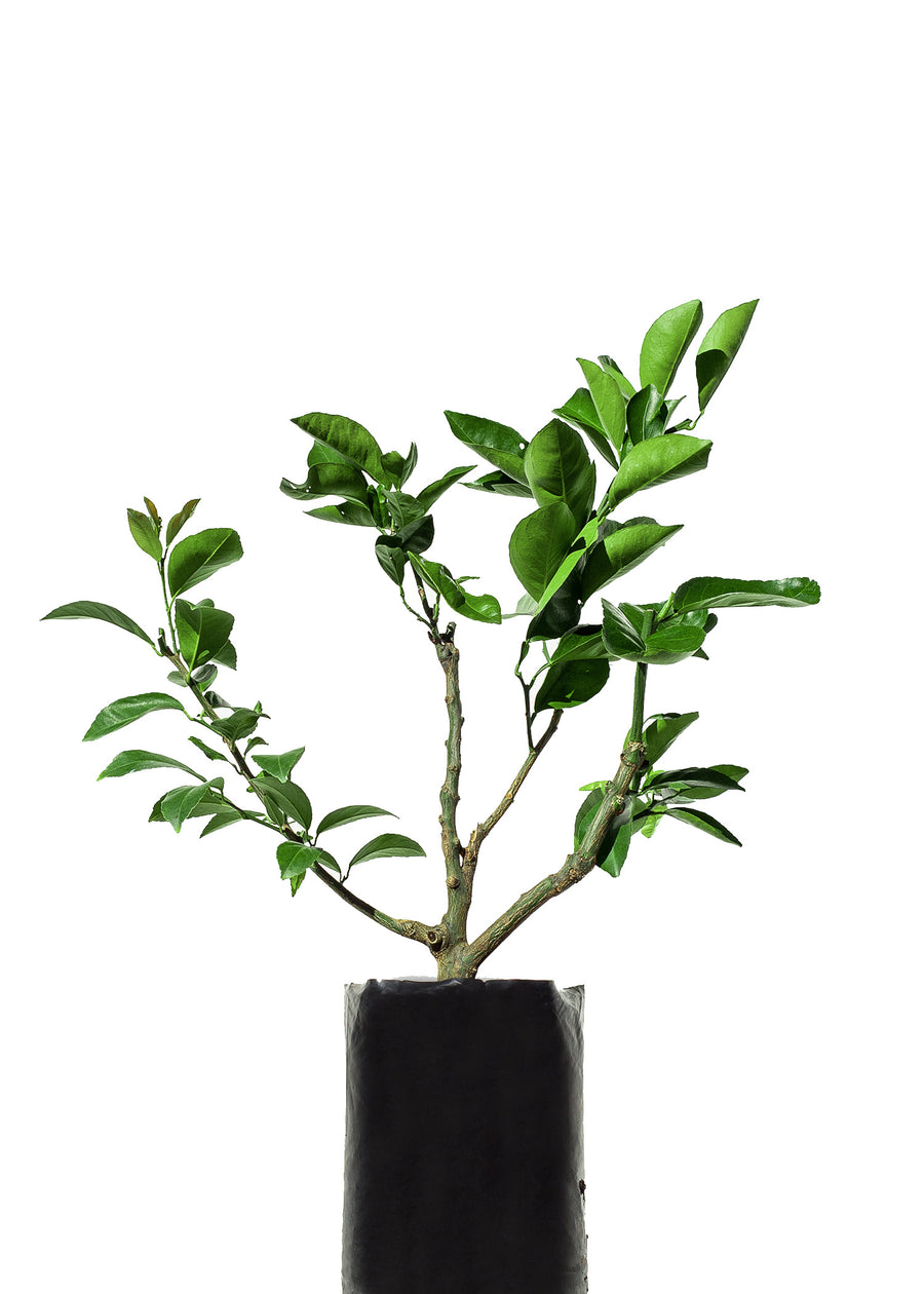 Orange + Mandarin + Lemonade + Lime