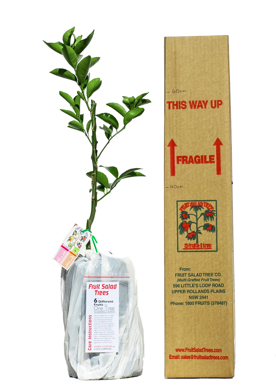 Lemon + Lime + Pomelo + Grapefruit