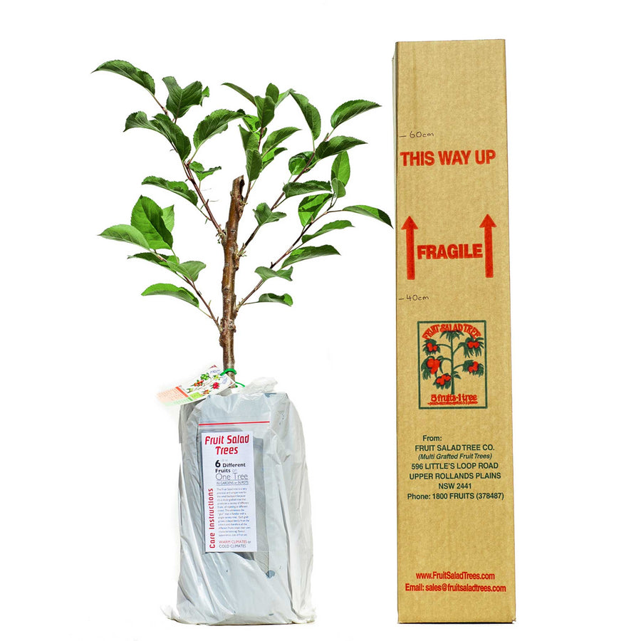 Red Apple + Red Apple + Red Apple + Green Apple + Yellow Apple