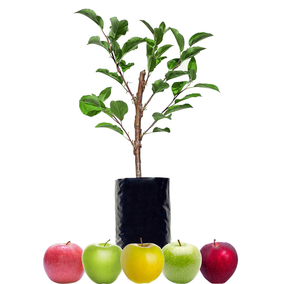 Red Apple + Red Apple + Green Apple + Green Apple + Yellow Apple