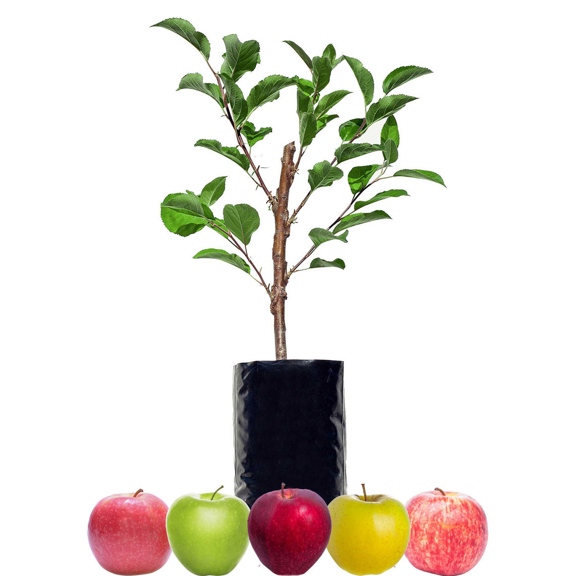 Red Apple + Red Apple + Red Apple + Green Apple + Yellow Apple