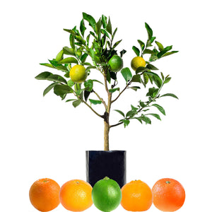 Orange + Orange + Mandarin + Mandarin + Lime