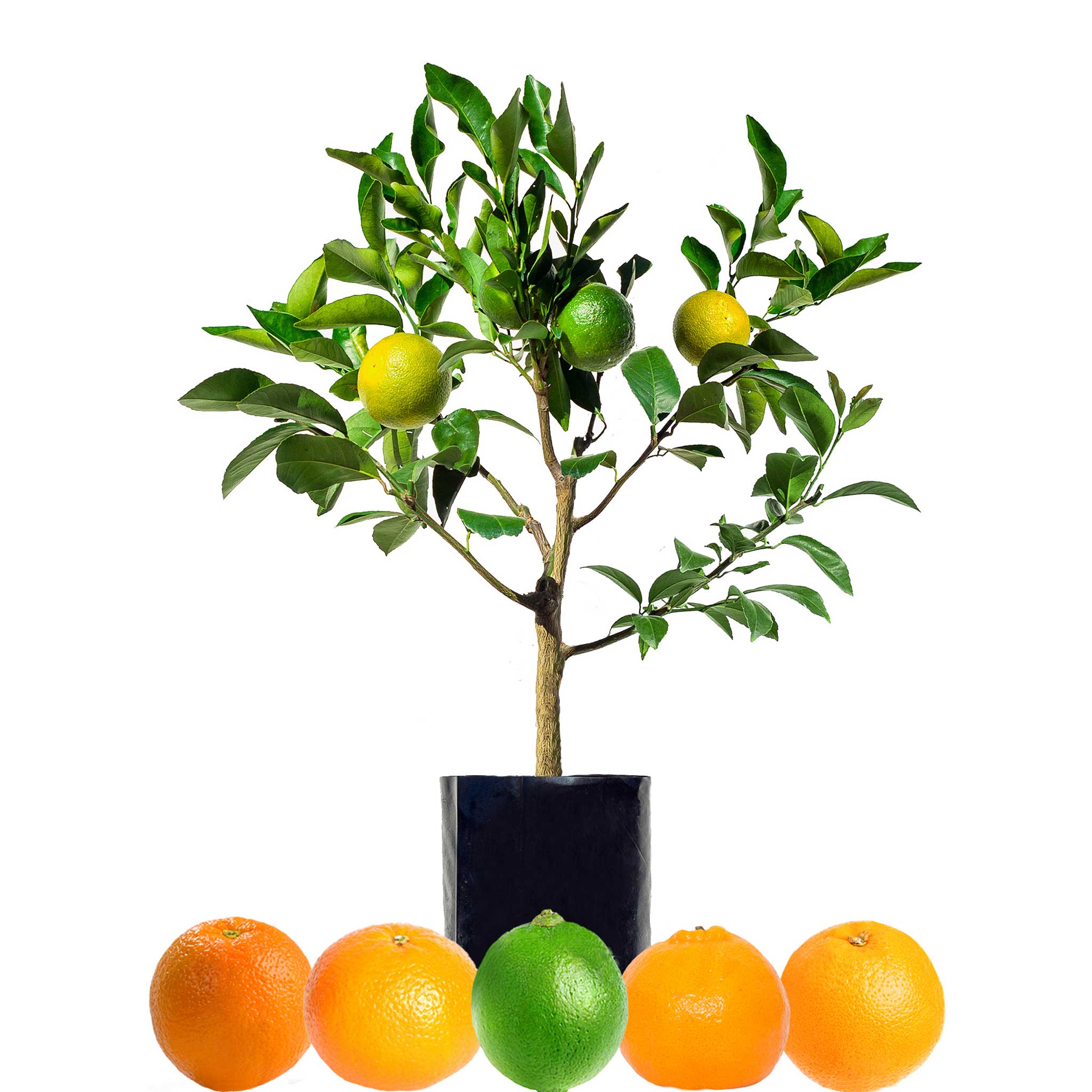 Orange + Orange + Mandarin + Mandarin + Lime