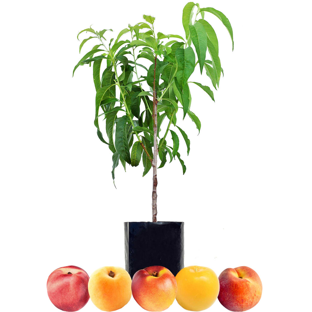 Stone Fruit Salad Trees Australia wide delivery Peach, Plum