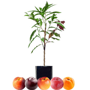 Peach + Nectarine + Plum + Plum + Peachcot