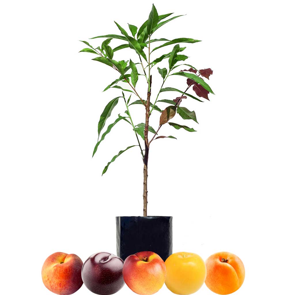 Peach + Nectarine + Plum + Plum + Peachcot