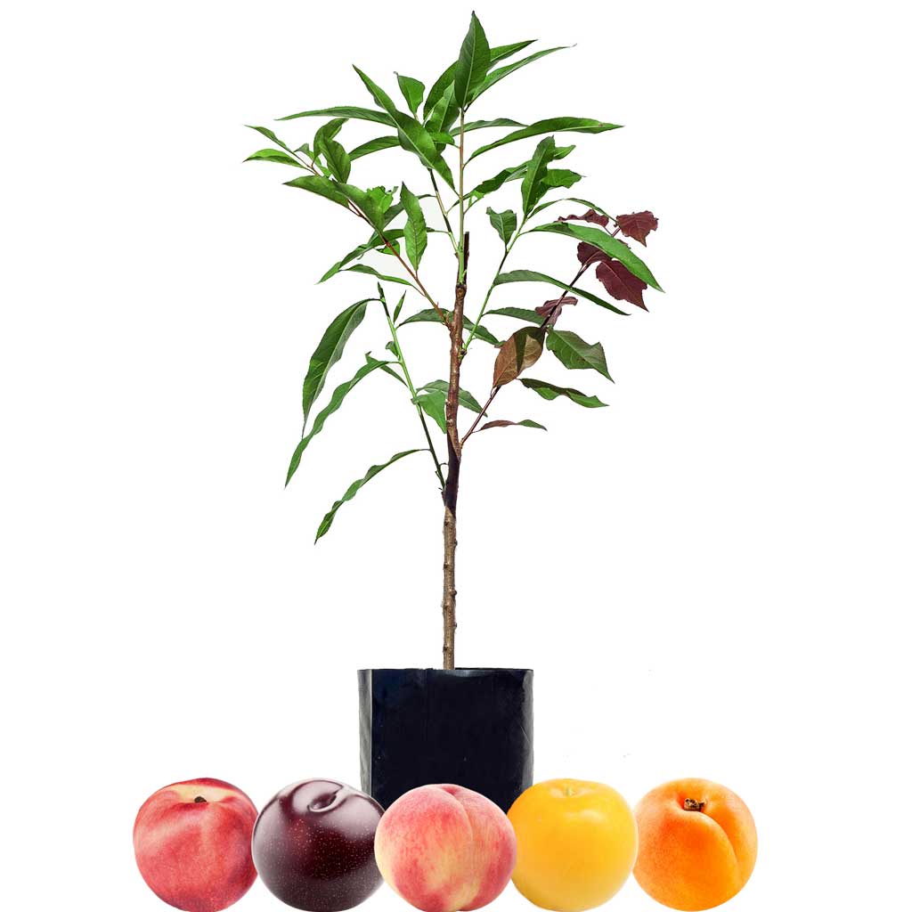 Peach + Nectarine + Plum + Plum + Peachcot