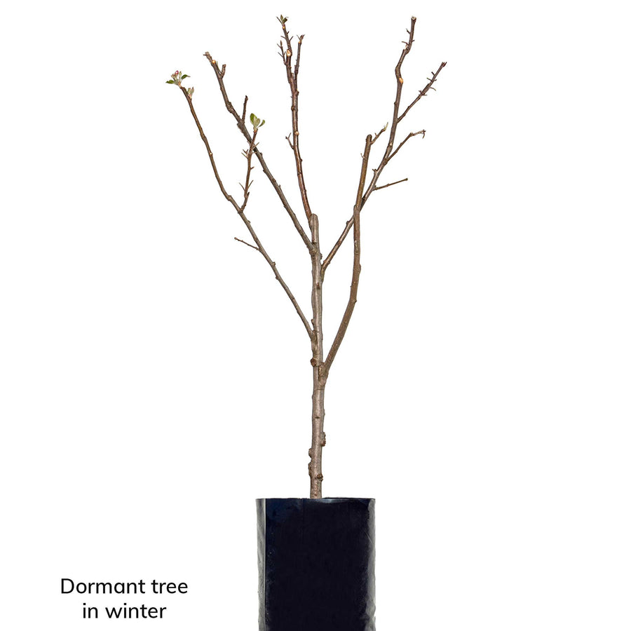 Red Apple + Red Apple + Green Apple + Green Apple + Yellow Apple