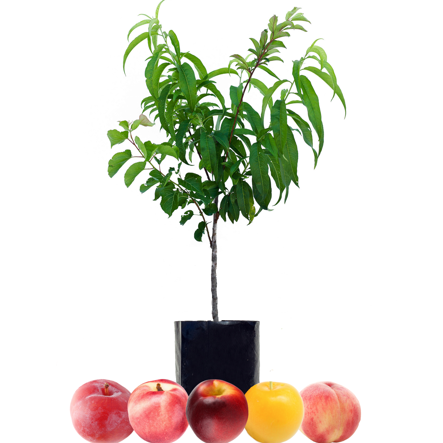 Peach + Nectarine + Nectarine + Plum + Plum