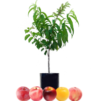 Peach + Nectarine + Nectarine + Plum + Plum