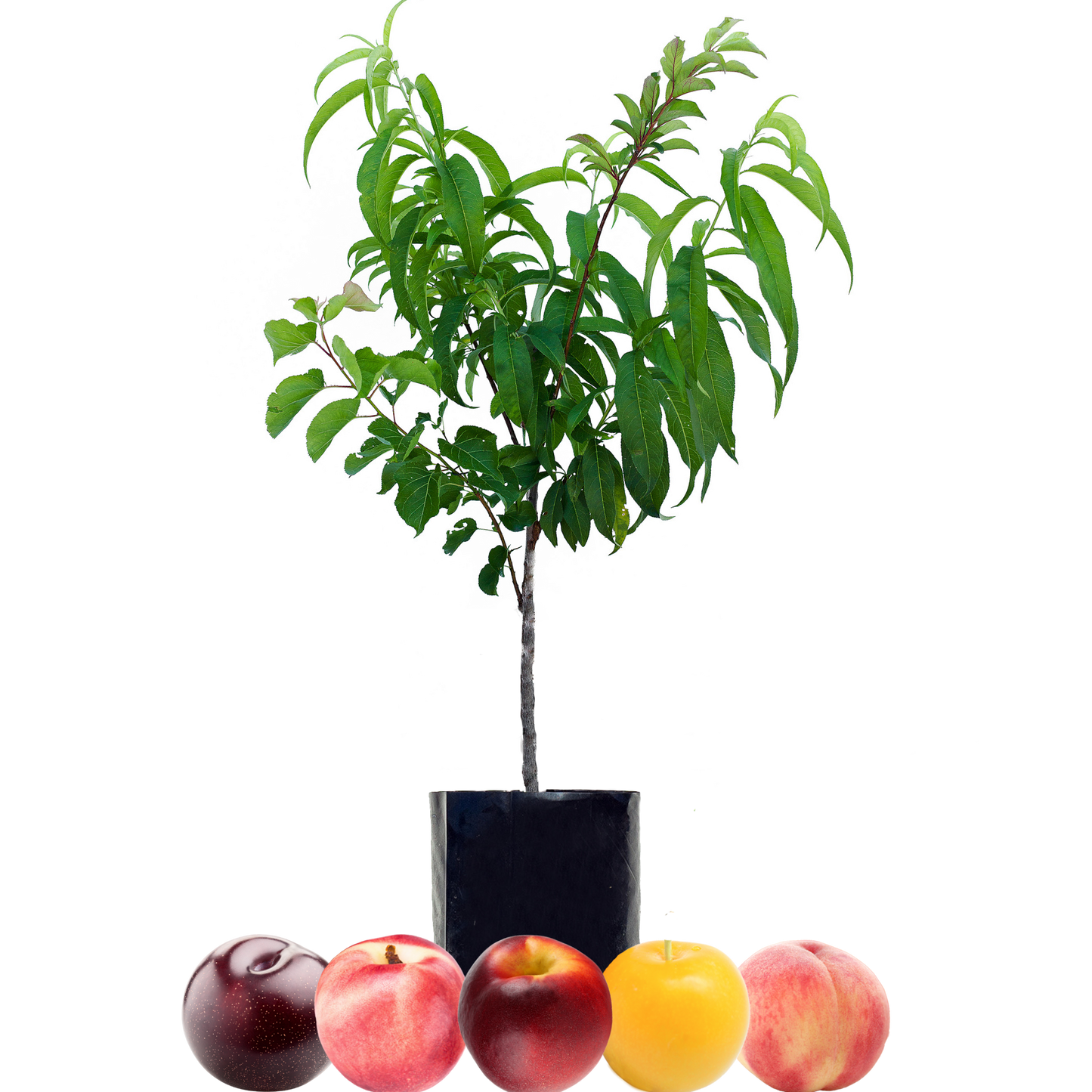 Peach + Nectarine + Nectarine + Plum + Plum