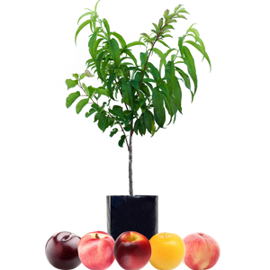 Peach + Nectarine + Nectarine + Plum + Plum