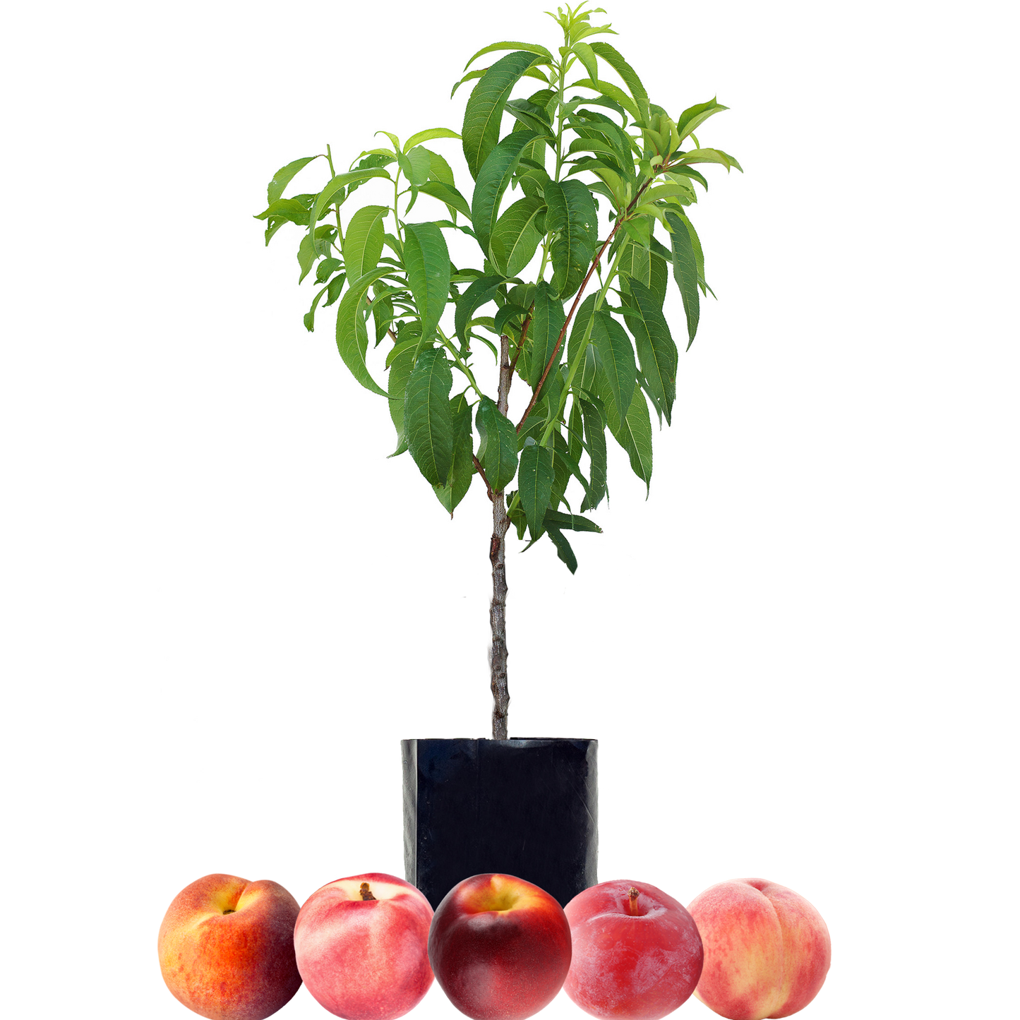 Peach + Peach + Nectarine + Nectarine + Plum