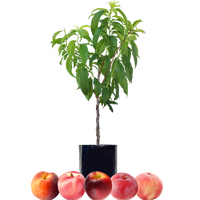 Peach + Peach + Nectarine + Nectarine + Plum