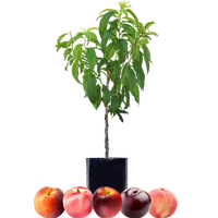 Peach + Peach + Nectarine + Nectarine + Plum