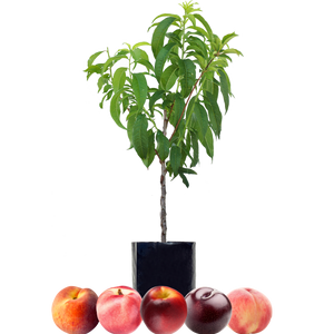 Peach + Peach + Nectarine + Nectarine + Plum