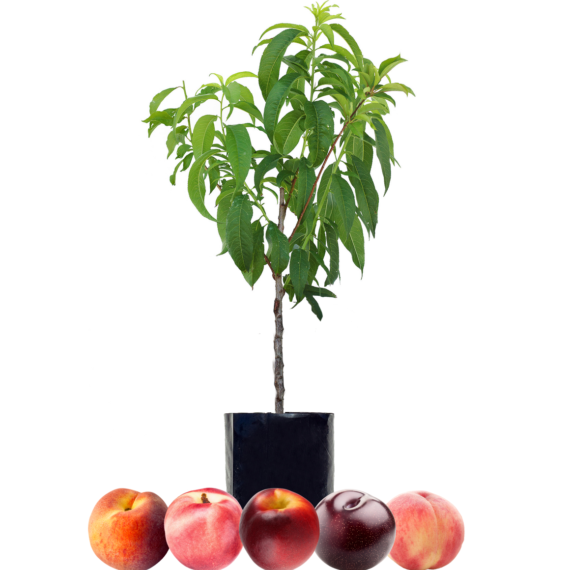 Peach + Peach + Nectarine + Nectarine + Plum