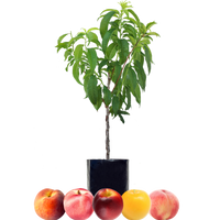Peach + Peach + Nectarine + Nectarine + Plum