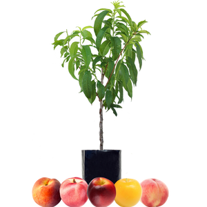 Peach + Peach + Nectarine + Nectarine + Plum